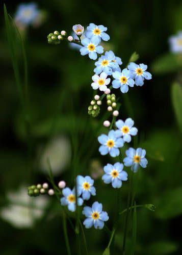 Meadow Whisper Bouquet Essence